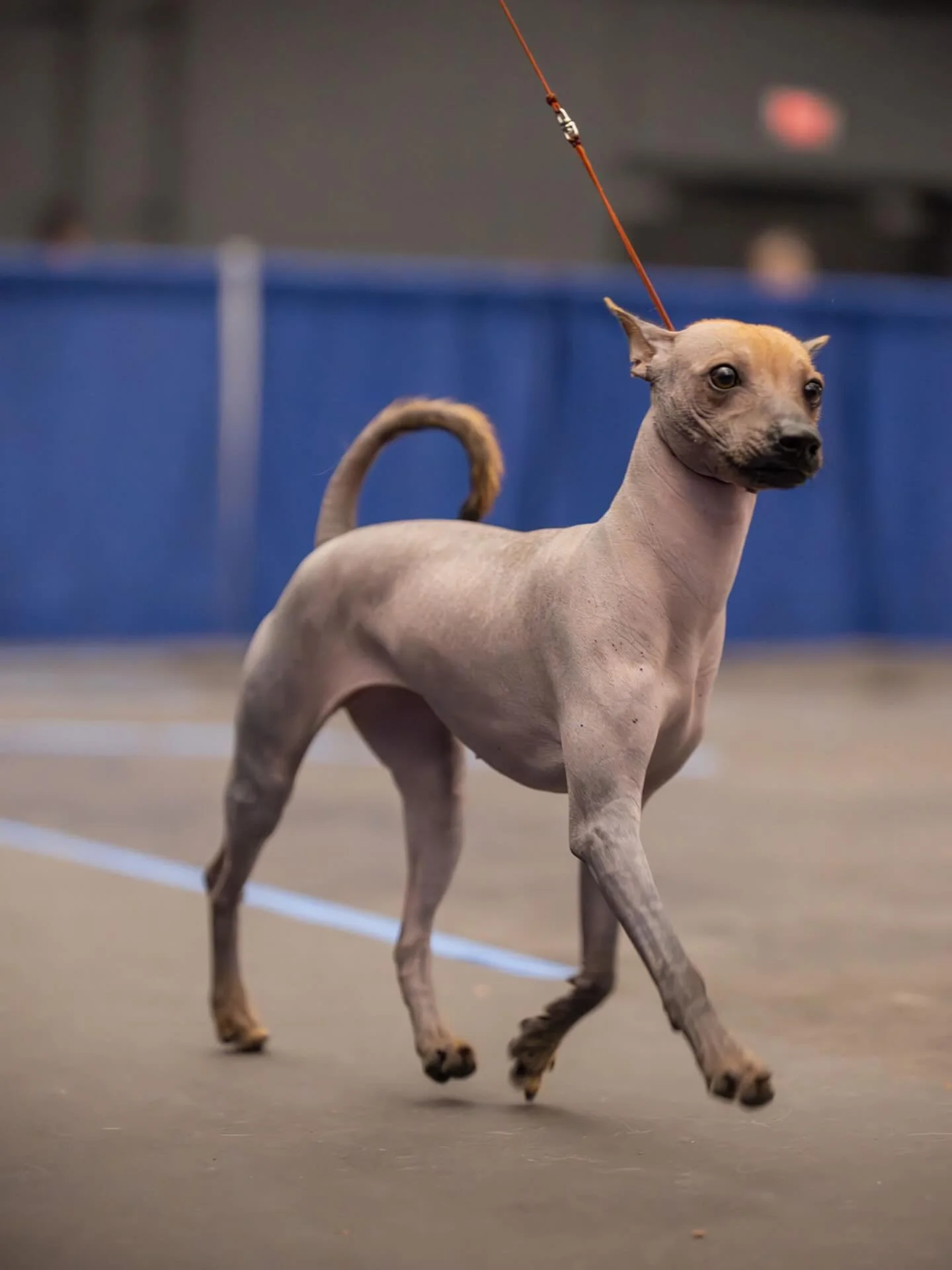 Baz has one leg now toward her CH in conformation 💓