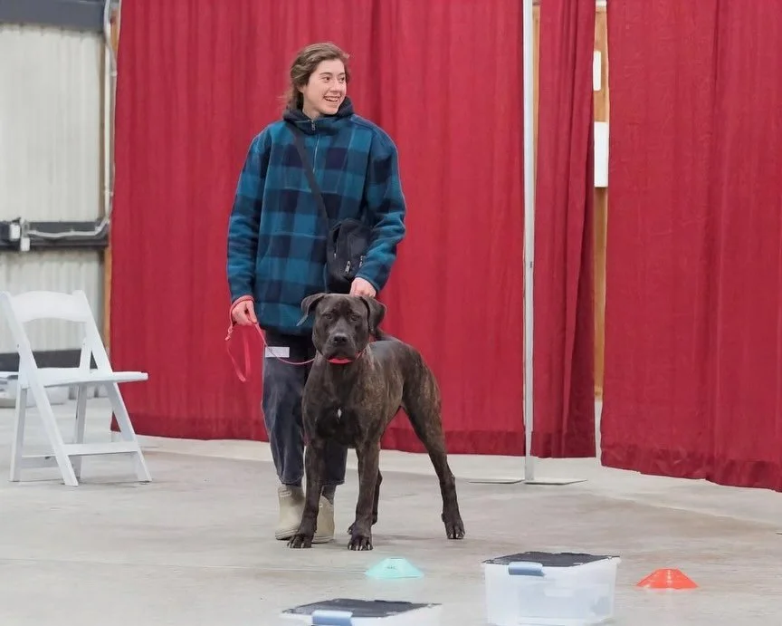 Azar is about to go into season! @trainingwithfarah is prepping Nugget very soon to get his swimmers to the USA for Azar x Nugget babies.  Can&rsquo;t believe the time is almost here!!