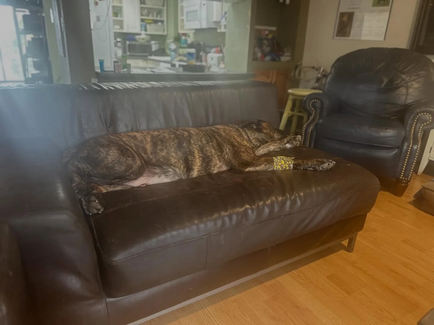 Defar is recovering after her spay!