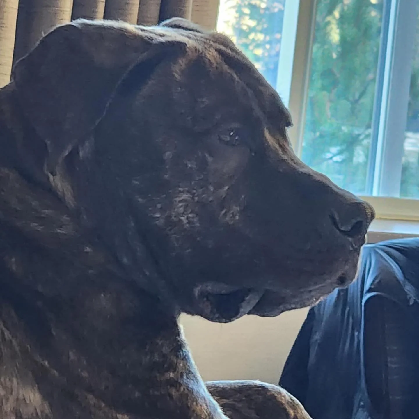 Wohoo! A few Defar babies got passing OFA elbows today! Myson, Halo, and Vinci!! So happy to know they have good joints!! When I have time I will update my website! Been busy taking care of Defar with her recovery from spay 💓