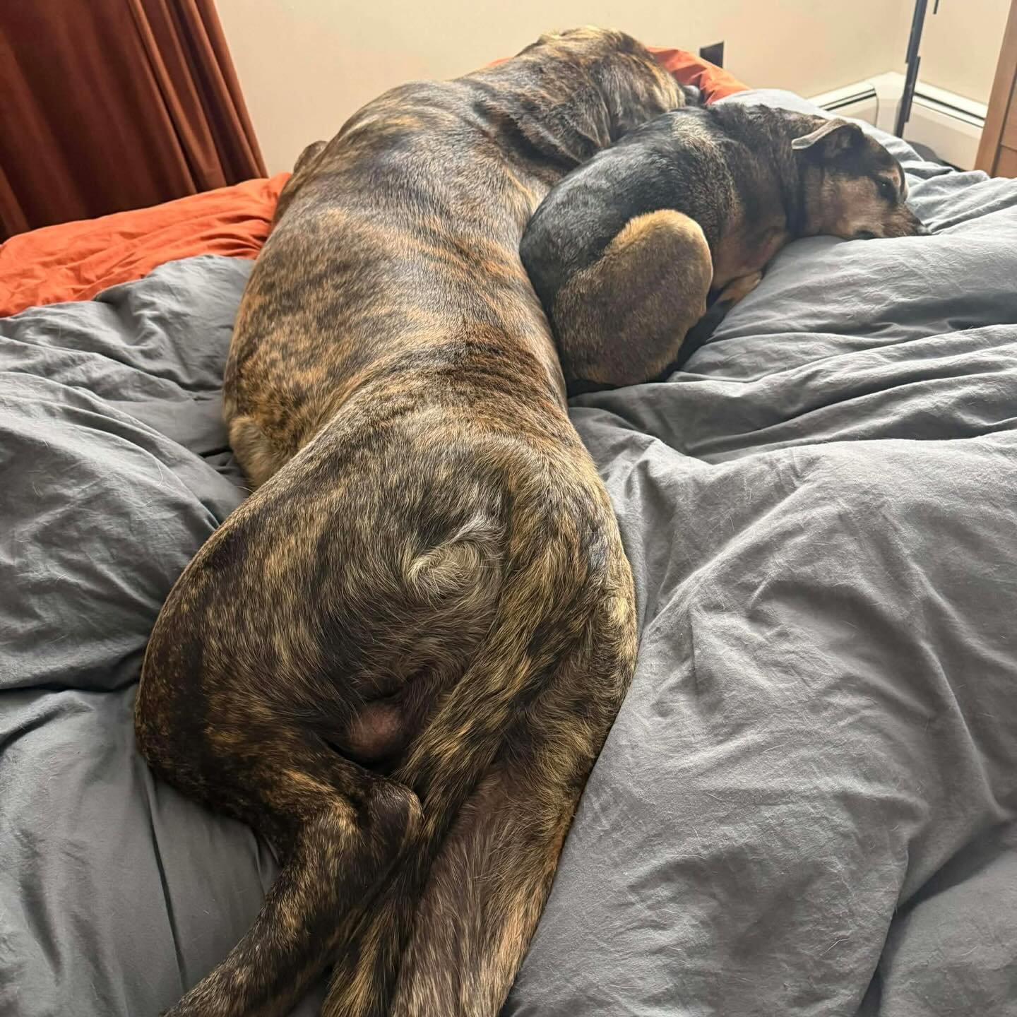 Bam bam, best friends with his older, little brother Chaos 💓💓