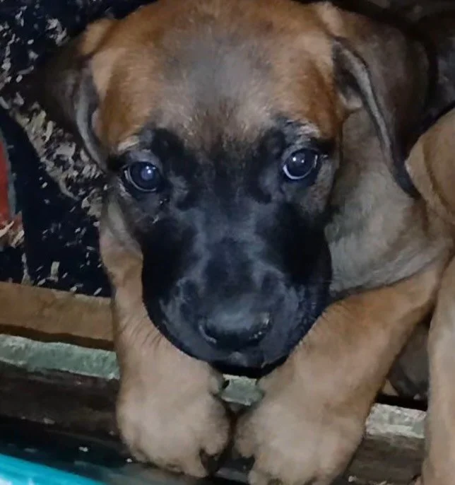 Welcome FLANDERS PHANTSI IKUNI TANZANITE aka &ldquo;Xhoba&rdquo;! She is a co own wit Flanders kennel and myself for woody x Tanze breeding!  She will be living with Tim 💓💓 isn&rsquo;t she so adorable 🥰