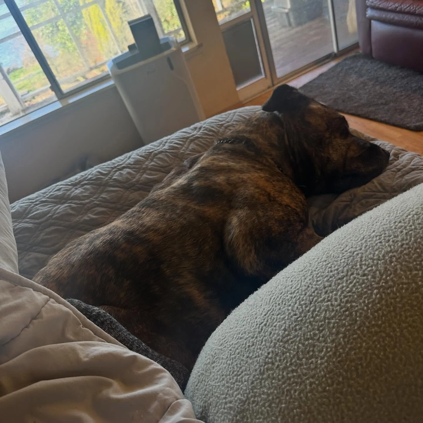 Sorry been off social media a lot lately, while Defar recovers from her spay surgery, spending more time in real life with the dogs then posting! Enjoying every moment!