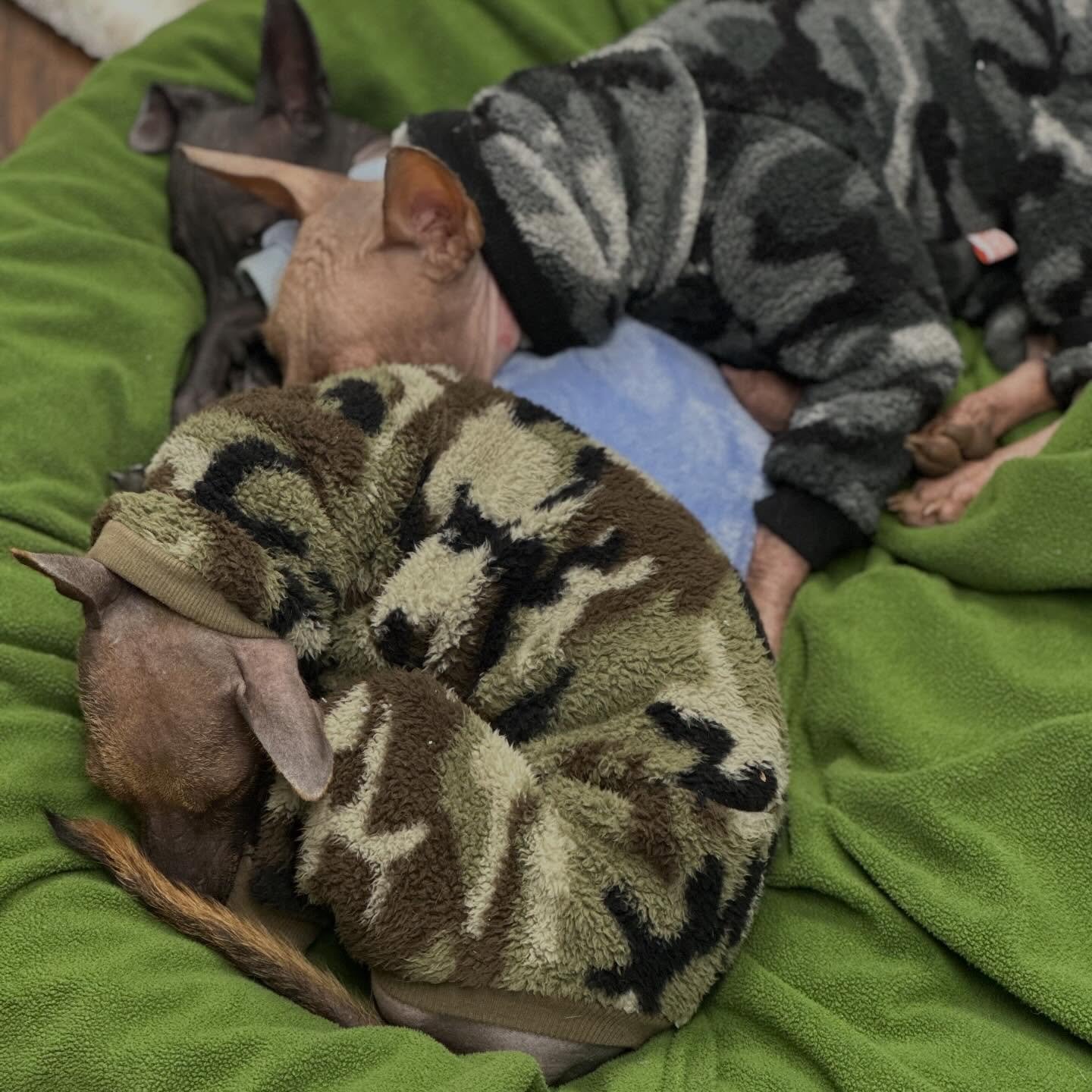 FYI, sticky paper for bugs also works to catch xolos 🤣💓