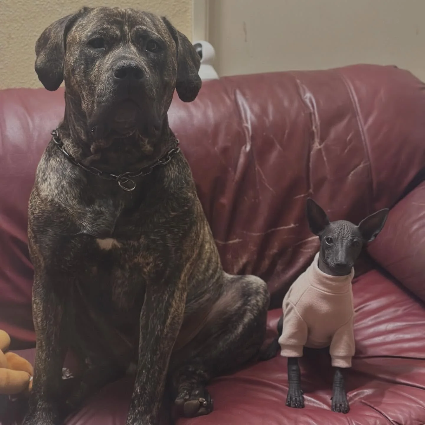 The biggest and the littlest! 150lbs vs 7lbs 💓