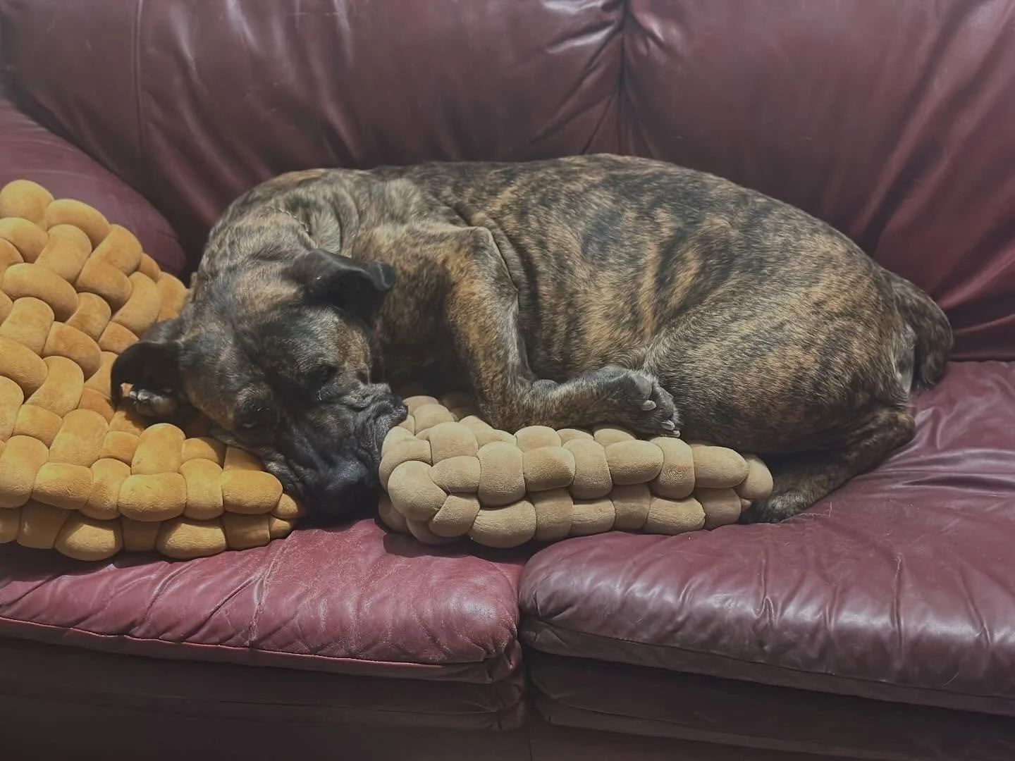 Defar has fully recovered from her sterilization surgery after pyo and back at her normal training! I have really enjoyed staying off social media and will continue to post periodically dumps of updates! But all is well!