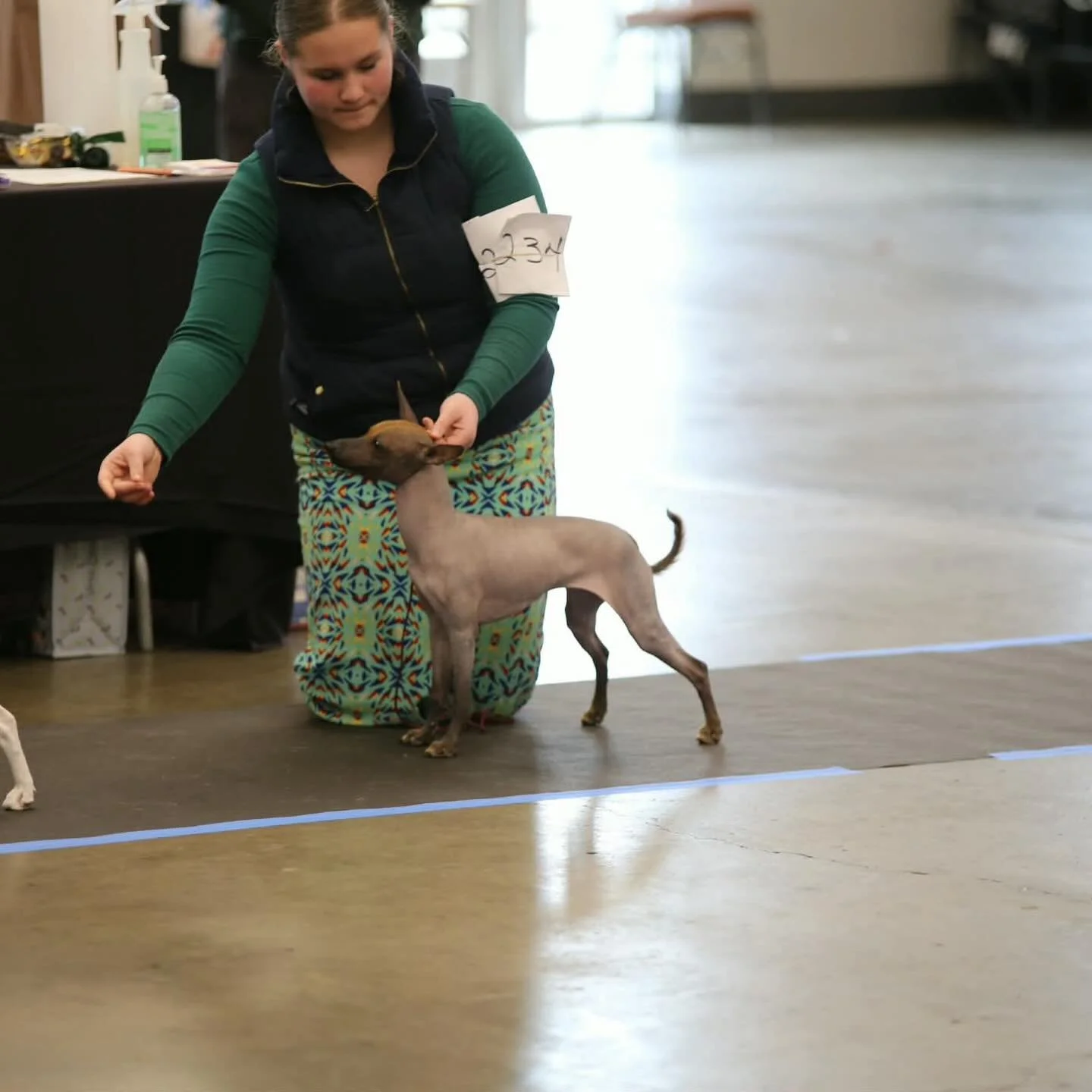 Junior handler @melyssa_edwards getting Baz her Champion a few weekends ago! She took breed multiple times! Photos by Doug Broussard!