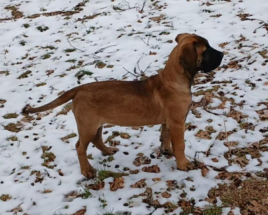 Keeper female of Woody X Tanze (co own with Flanders Kennels) Flanders Xhoba 💓