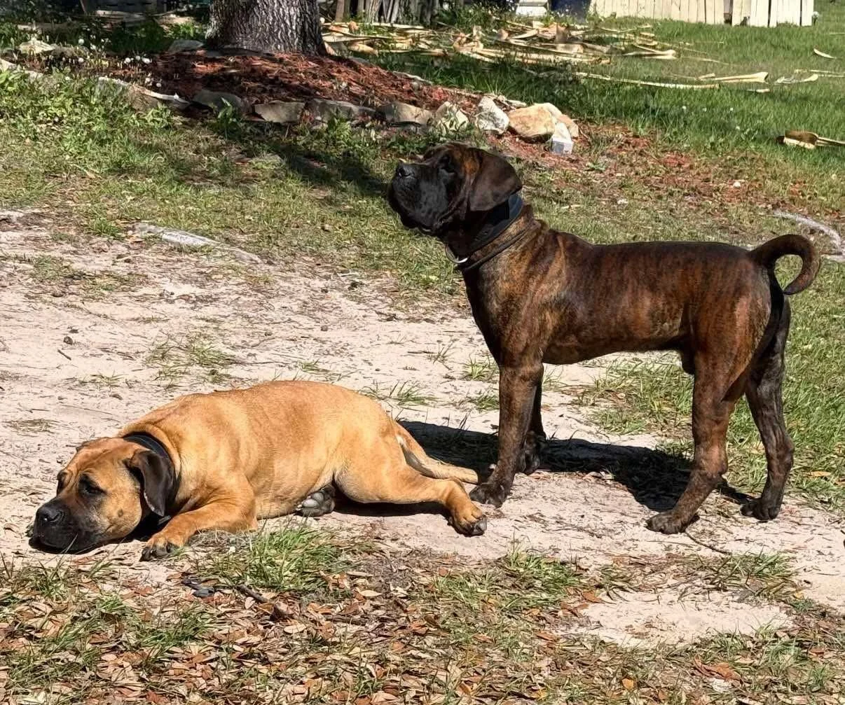 Romboel Treeshy and Romboel Muffin