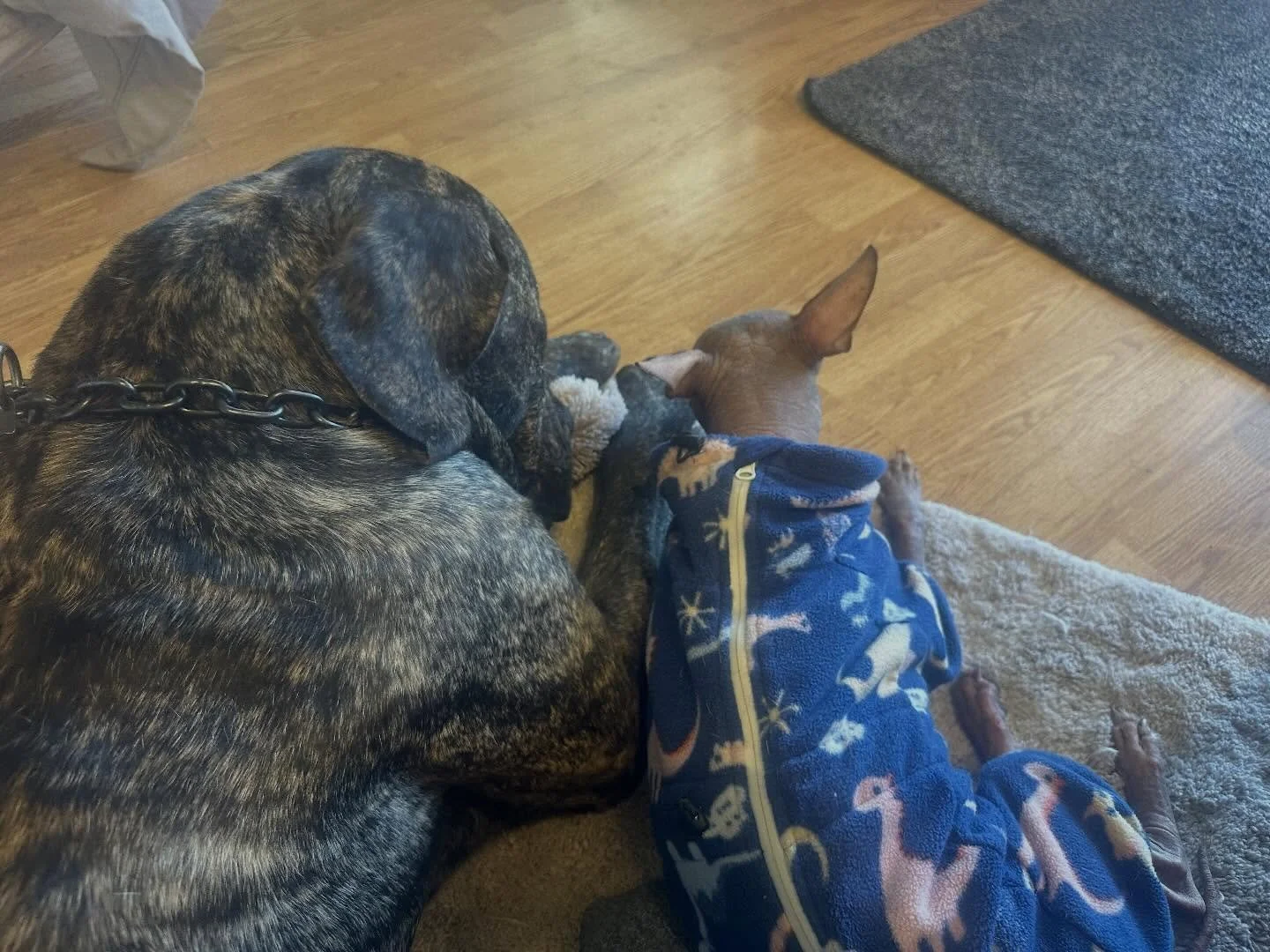 Vlasic said he will be Tommy&rsquo;s guardian and best friend until the end of time 💓