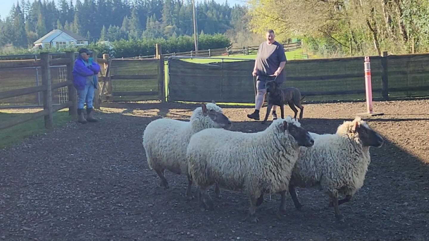 Romboel Myson&rsquo;s first time on sheep