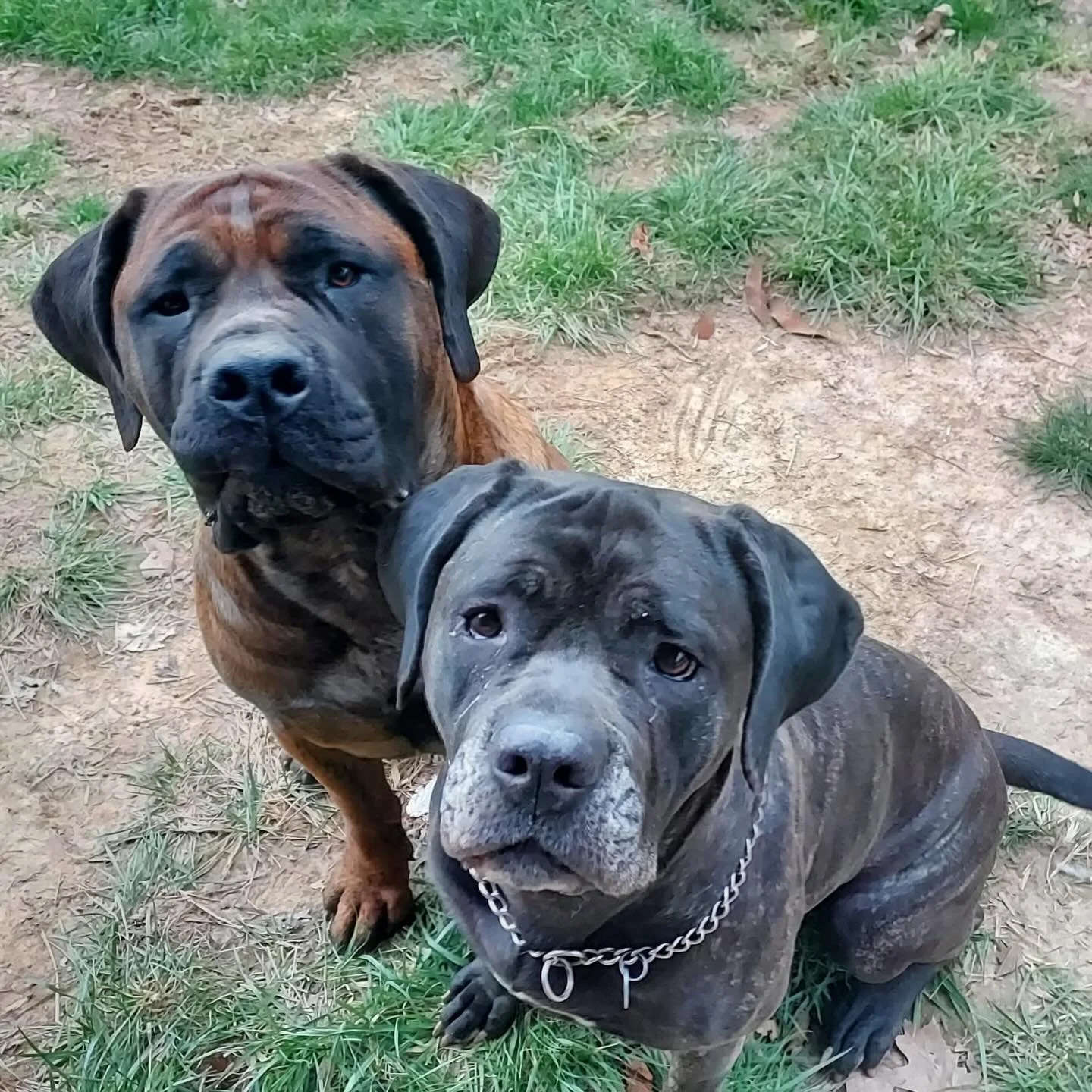 Romboel Tasi with his senior cane corso friend 💓