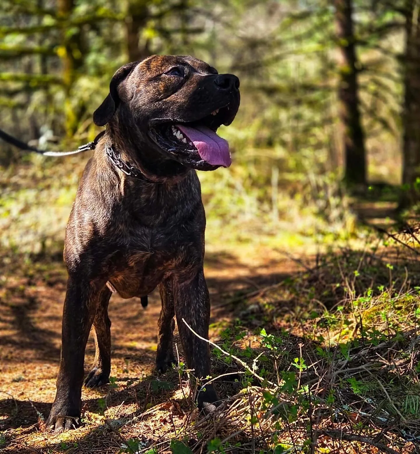 After myson&rsquo;s private herding lesson he went to a private weight pull lesson with Tim and Meaghan at their evergreen canine enrichment center.  Very professional and recommend for those near La Center.  Myson had a blast with his owner Sherri! 