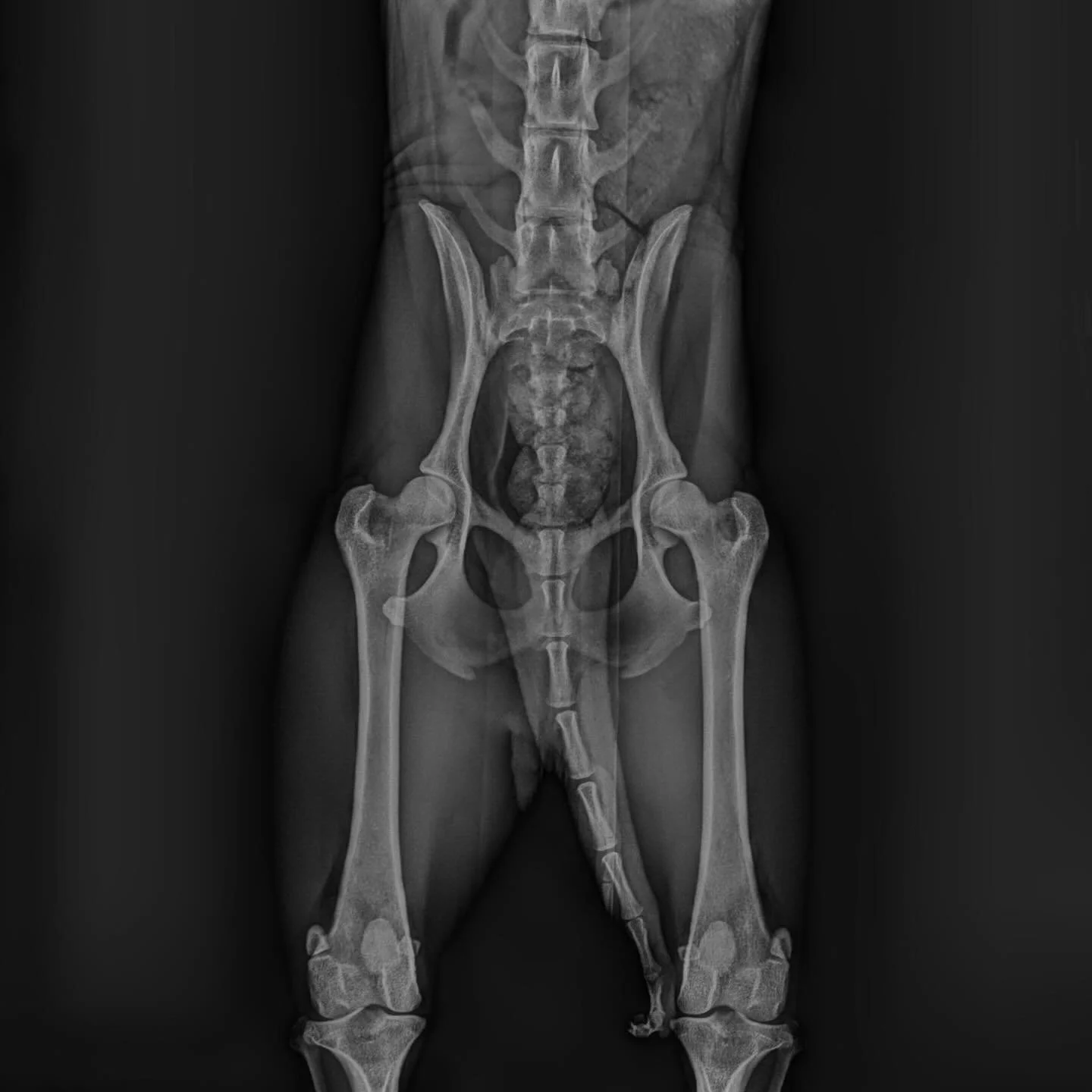 Got Baz prelim hips back! Green light for continuing sports training!  Tommy was unfortunately born without a hip and so we stopped all xolo training until images were done sine its his full sister.