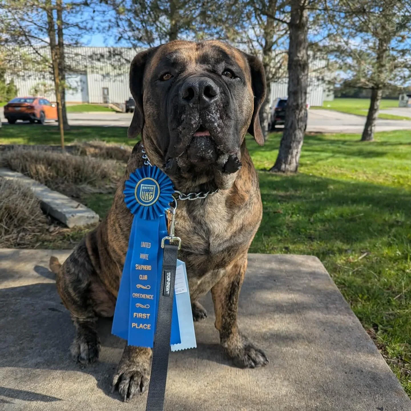 Congratulations to Romboel Otto and his owner S.B. for achieving a 1st and 2nd place at his obedience trial today! I believe he had 6 and 7 dogs entered in his class! So proud of S.B. and Otto ! 🥰🥰