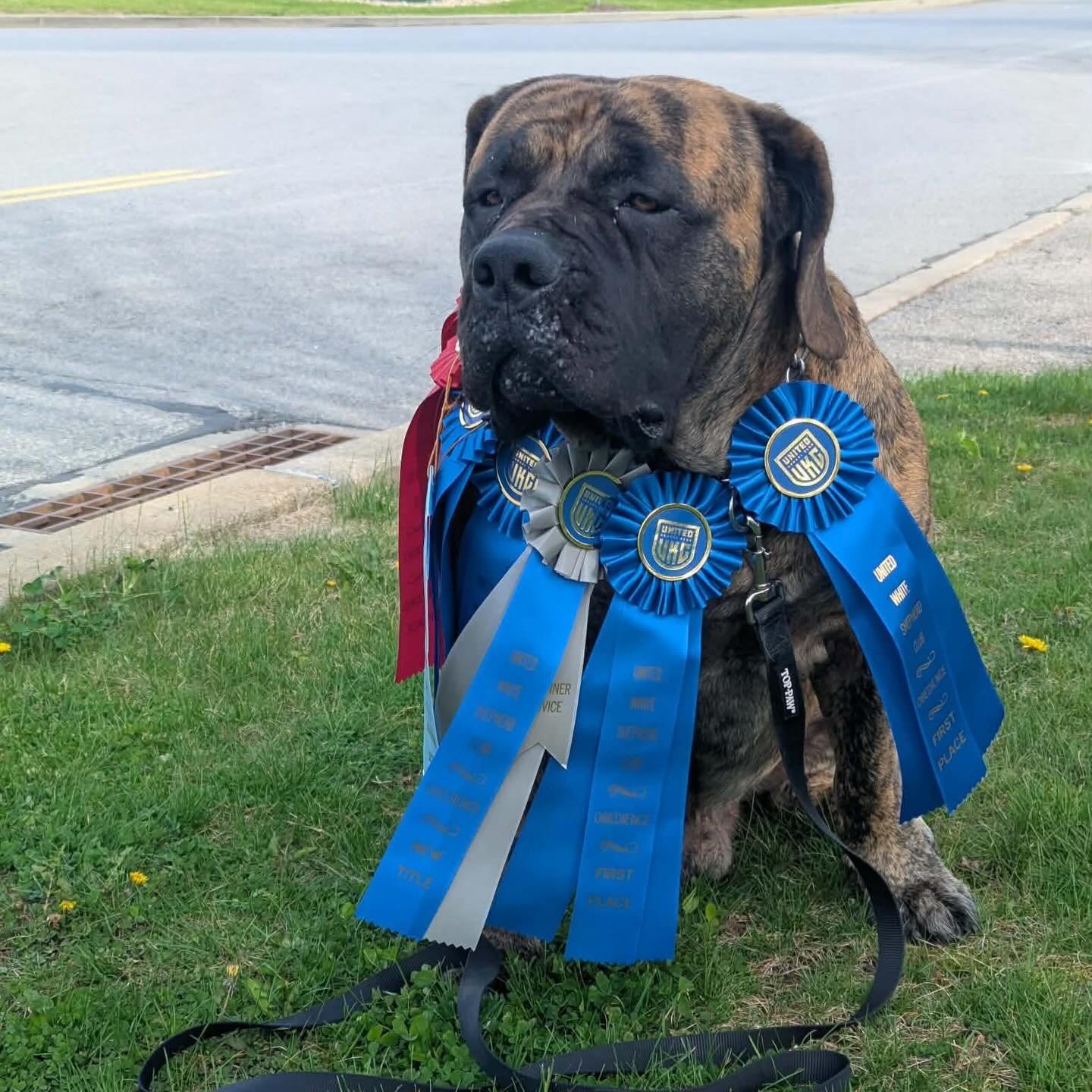 Congratulations again to Romboel Otto and his owner S.B! They earned a new title today, and came in first for 3 of his Obedience trial runs and 2nd in one also! Inspiring to say the least! So proud of this team!! 🥰🥰