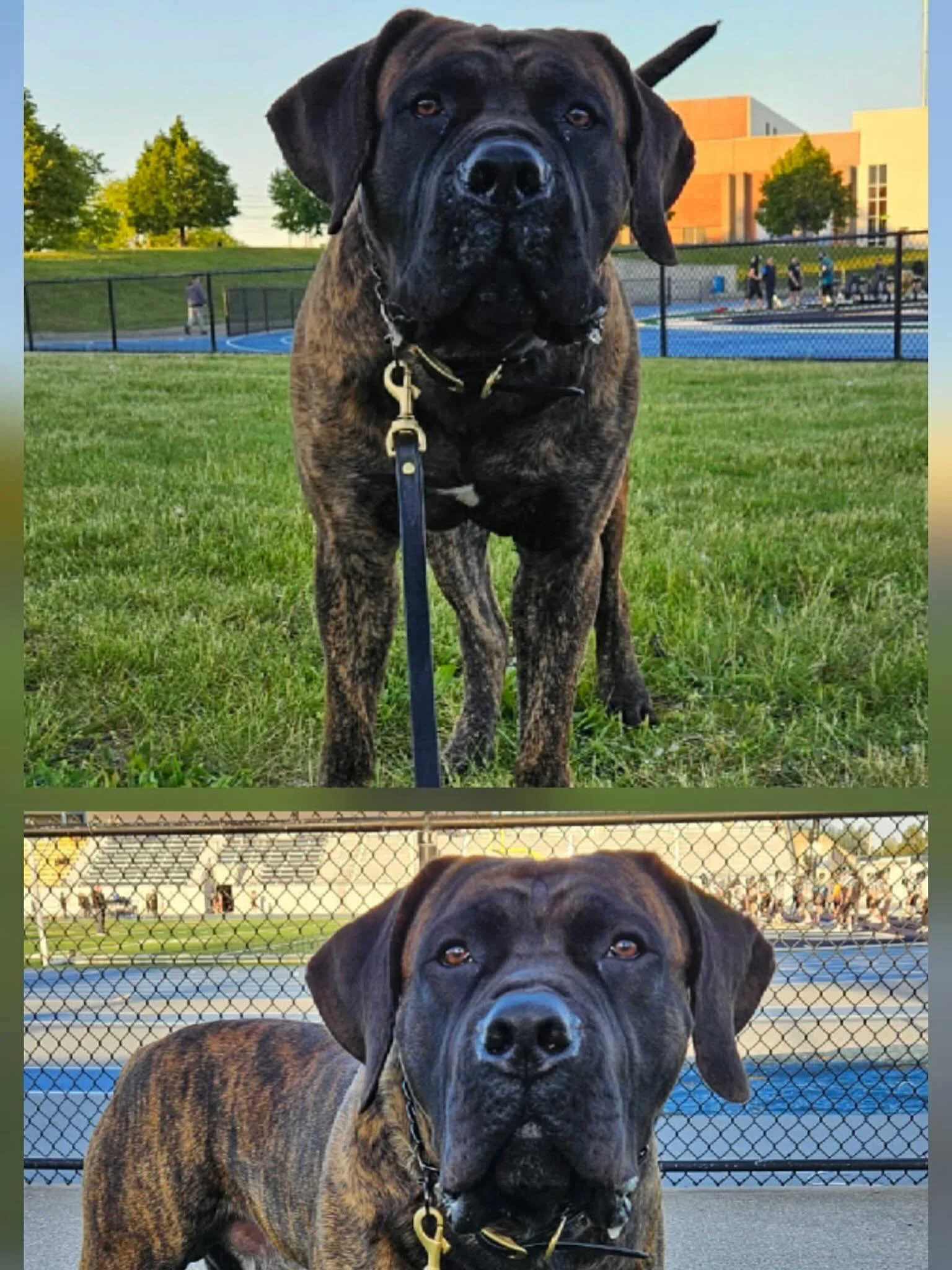 Romboel Boris, a year apart in these 2 pictures. Maturing so nicely 🥰