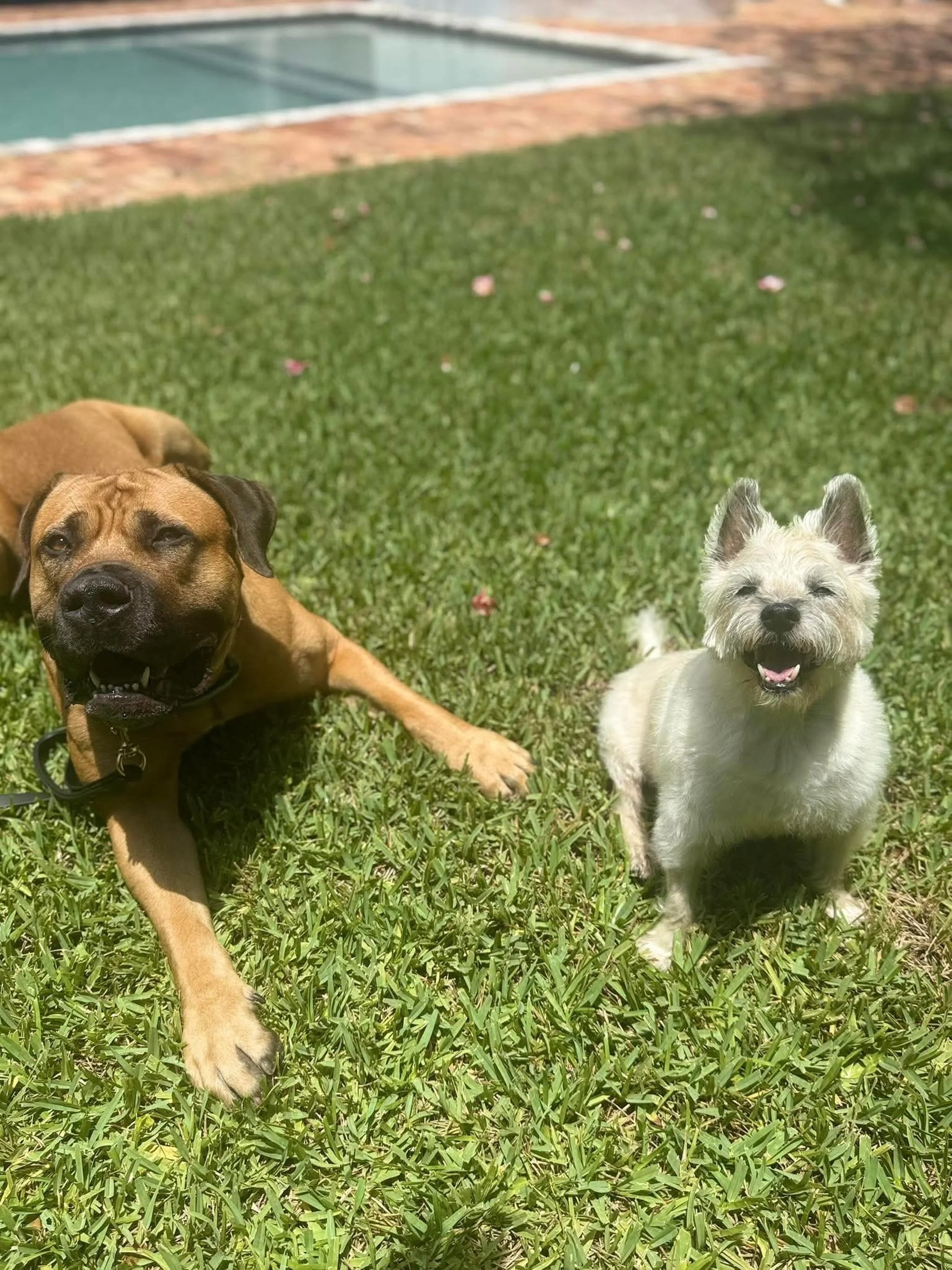 Romboel Za and his little male terrier friend. The friend tells Za when he is being too much and Za goes, omg I am so sorry! Love his temperament 🫶