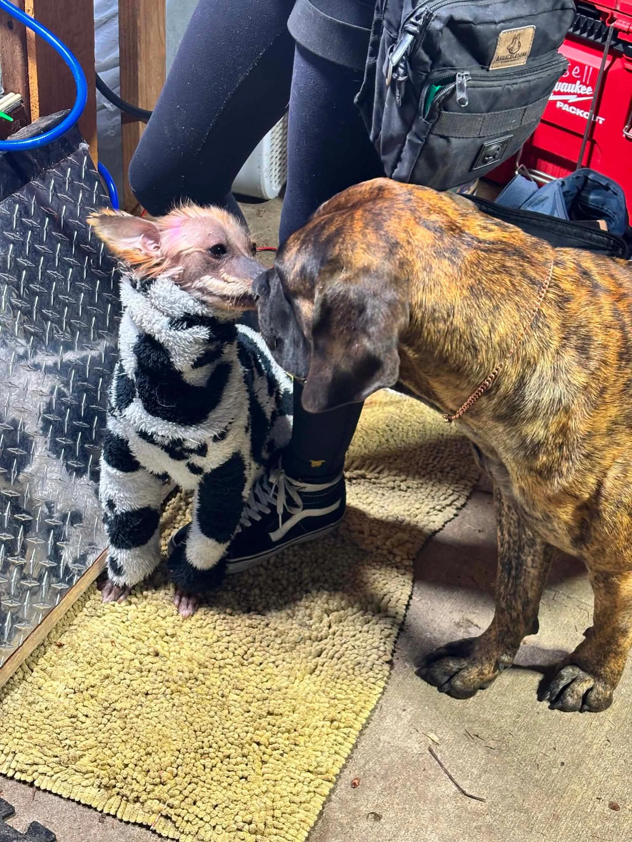 Romboel Obe with the famous Tezzi 🥰