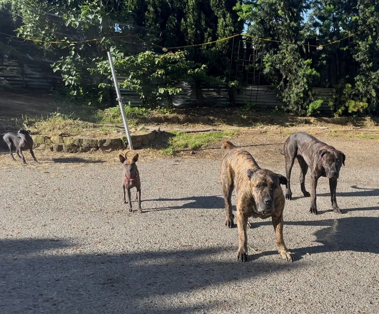 Defar, Azar, Baz and Appa! All the dogs out, just need to coordinate to get them all in the same picture 🤪