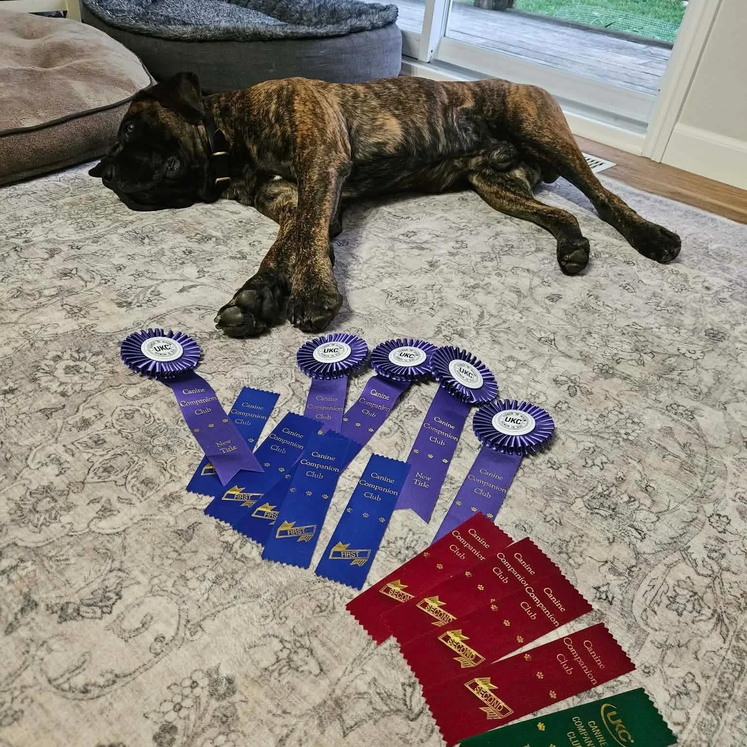 Romboel Boris and all his ribbons from his amazing SCWK weekend with his mom!