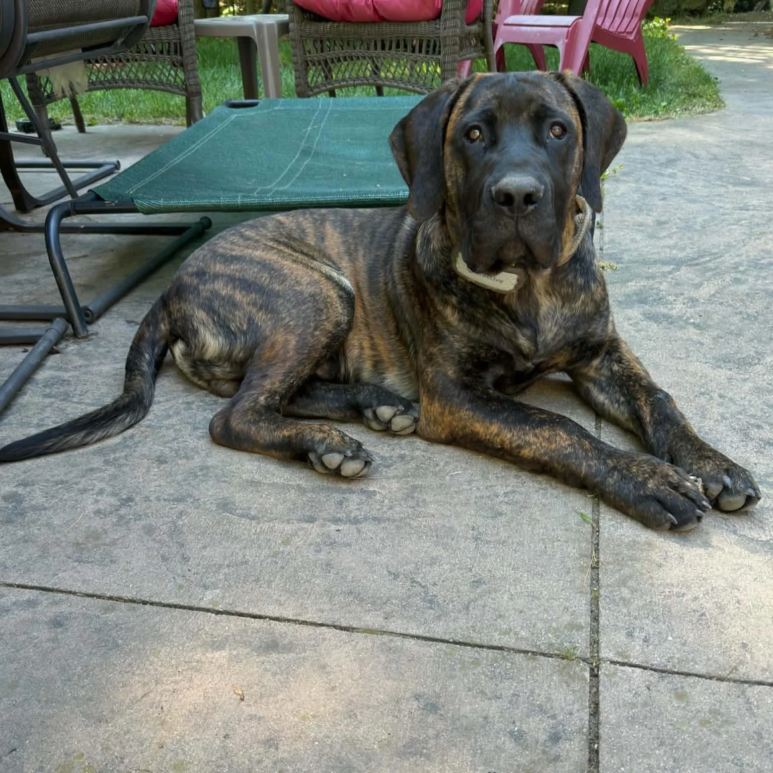 Flanders Baldo, a Tanze x Woody puppy. 🥰