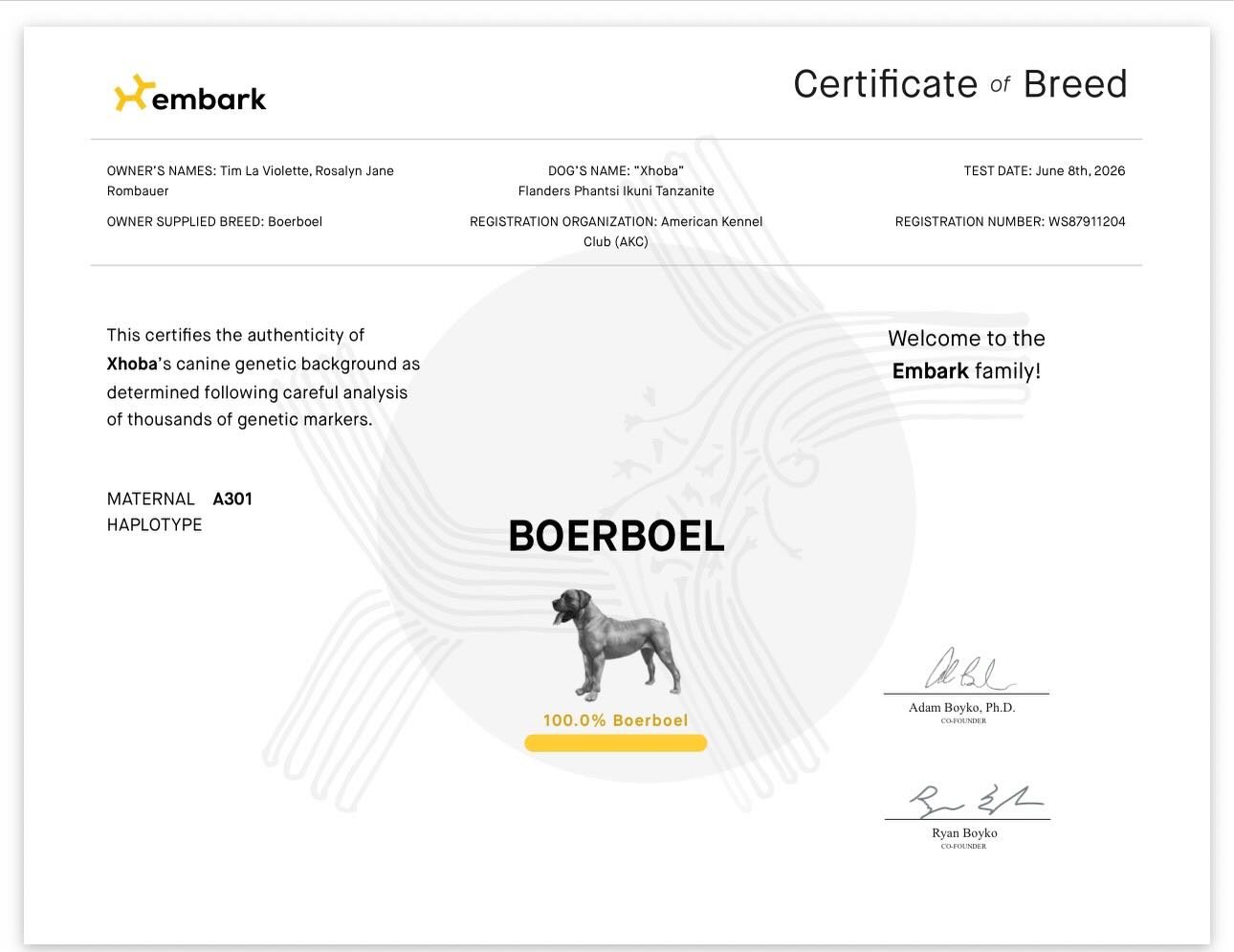 Xhoba&rsquo;s embark is back! One copy of CMR1 and everything else is clear 🥰 .  And also a Boerboel dna like her parents 🤪. Maybe she will pass all her health testing and work for one of my boys like @azrael_the_boerboel 🤞