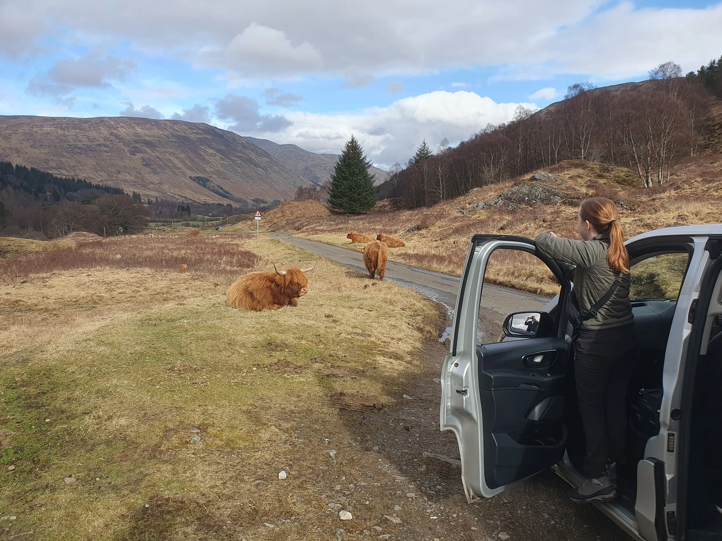 Highland Cattle on the country road at Glen Lyon - what a surprise!