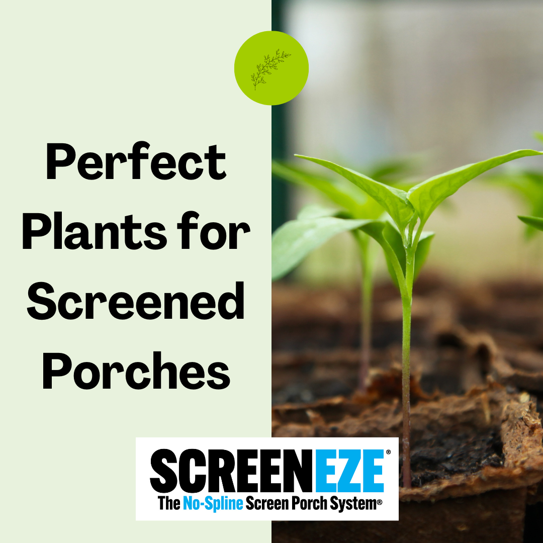 Perfect Plants for Screened Porches