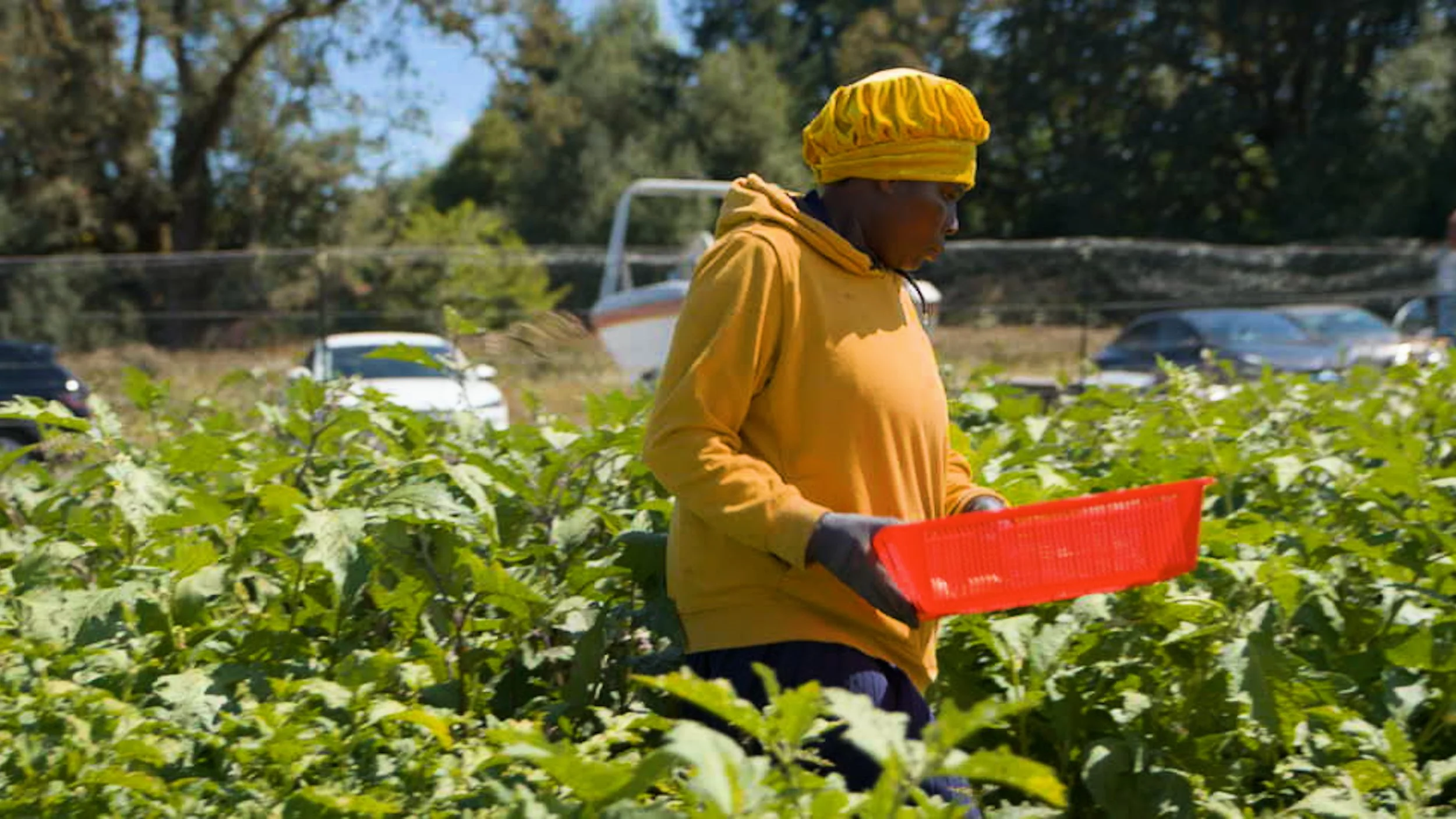 02_HAPPINESS FAMILY FARMS BROLL.00_17_42_01.Still013.jpg