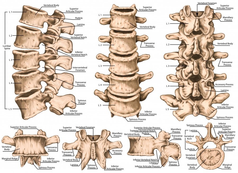 Low Back Pain and Lumbar Conditions — Chattanooga Spine and Body