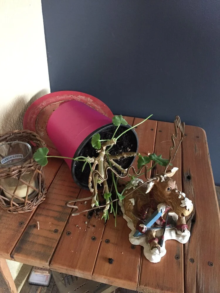 Who’s the plant eating culprit?