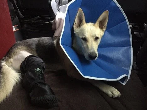 Sukah’s Surgery
