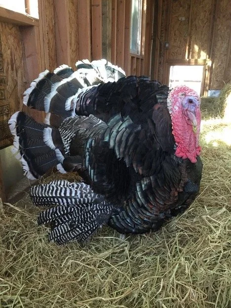 Turkey Day