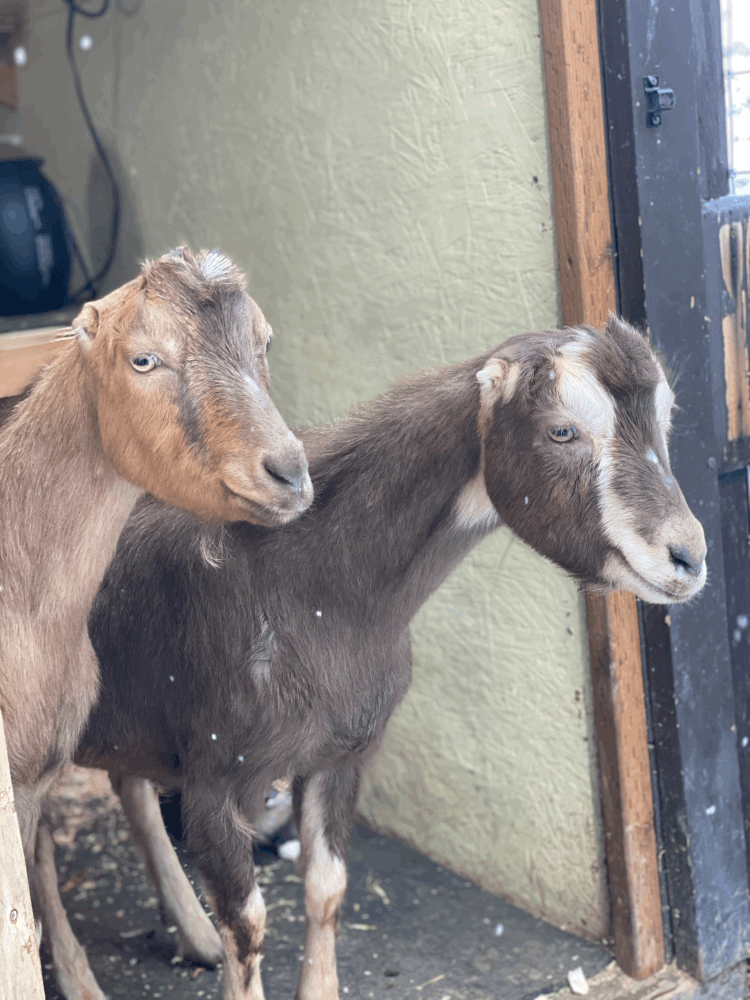 Tulips New Companions