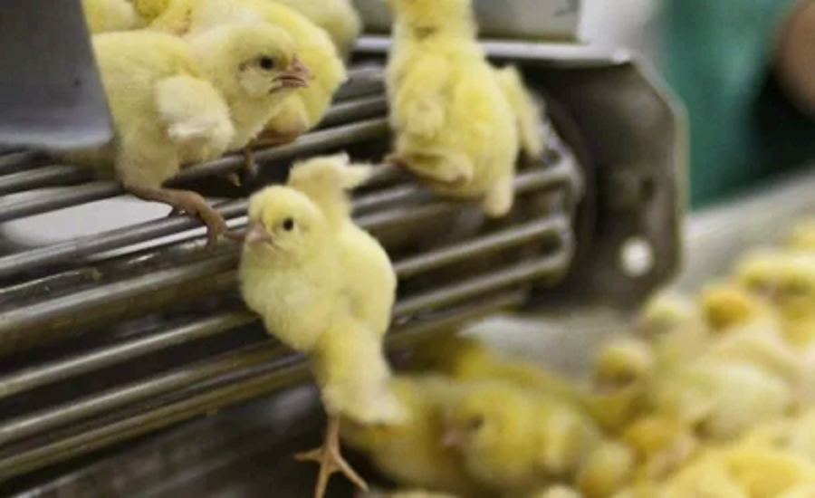 The Western Diet: A Look at Impact &amp; Government Support