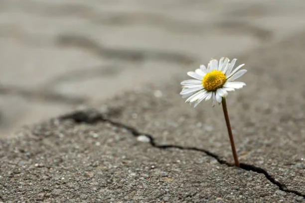 A single daisy flower growing through a crack in pavement near water