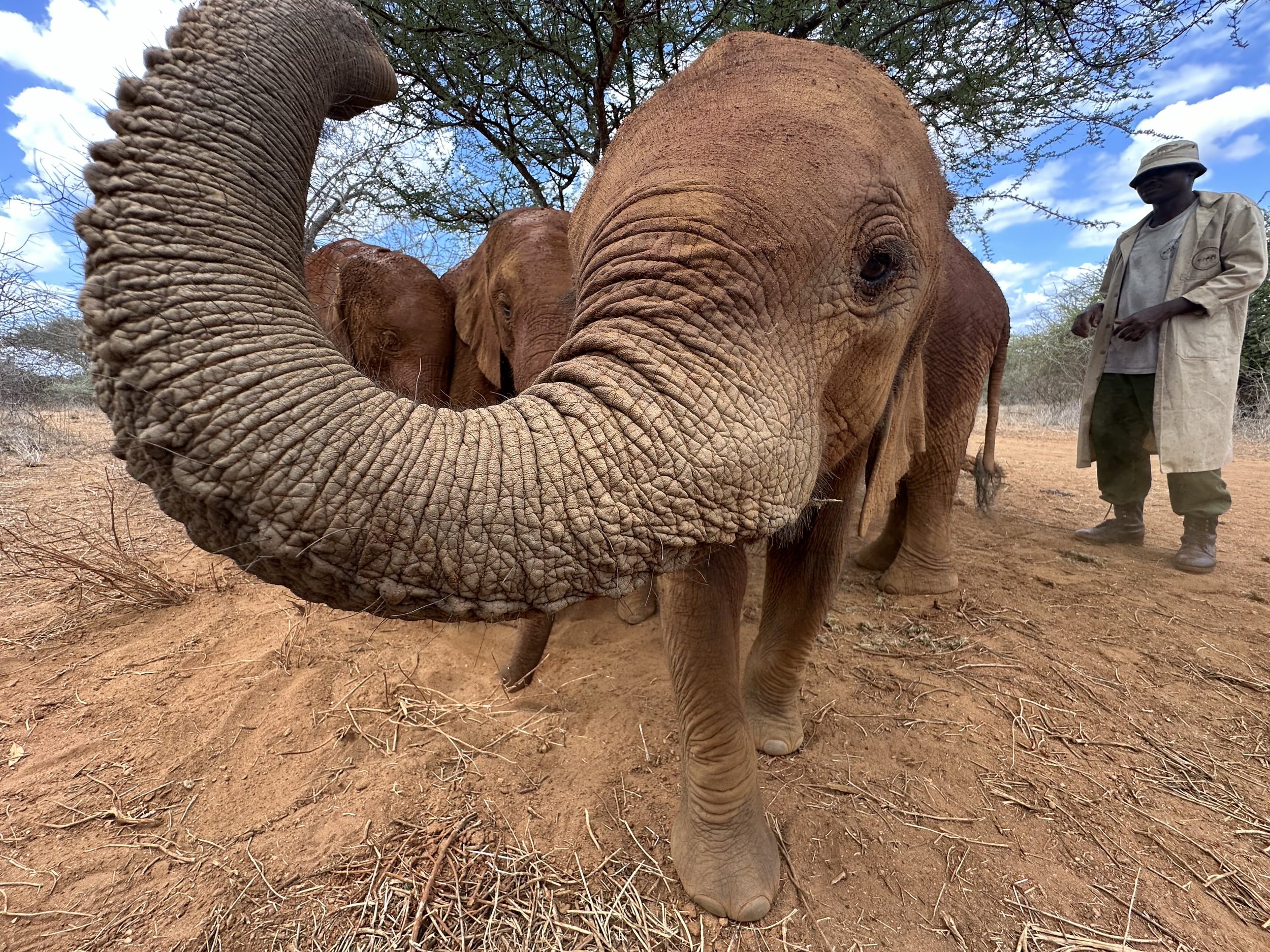 Korbessa our class elephant