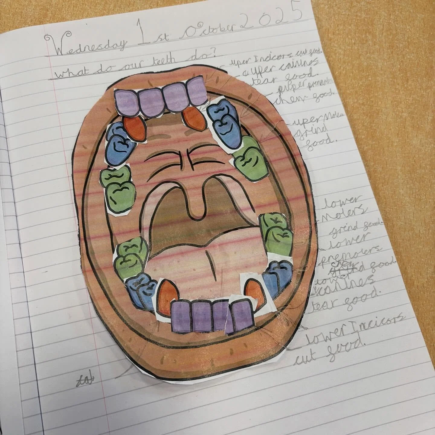 Kingfishers and Goldfinches had a great afternoon learning all about our teeth 🦷 
#hebdenbridgeschoolsfederation