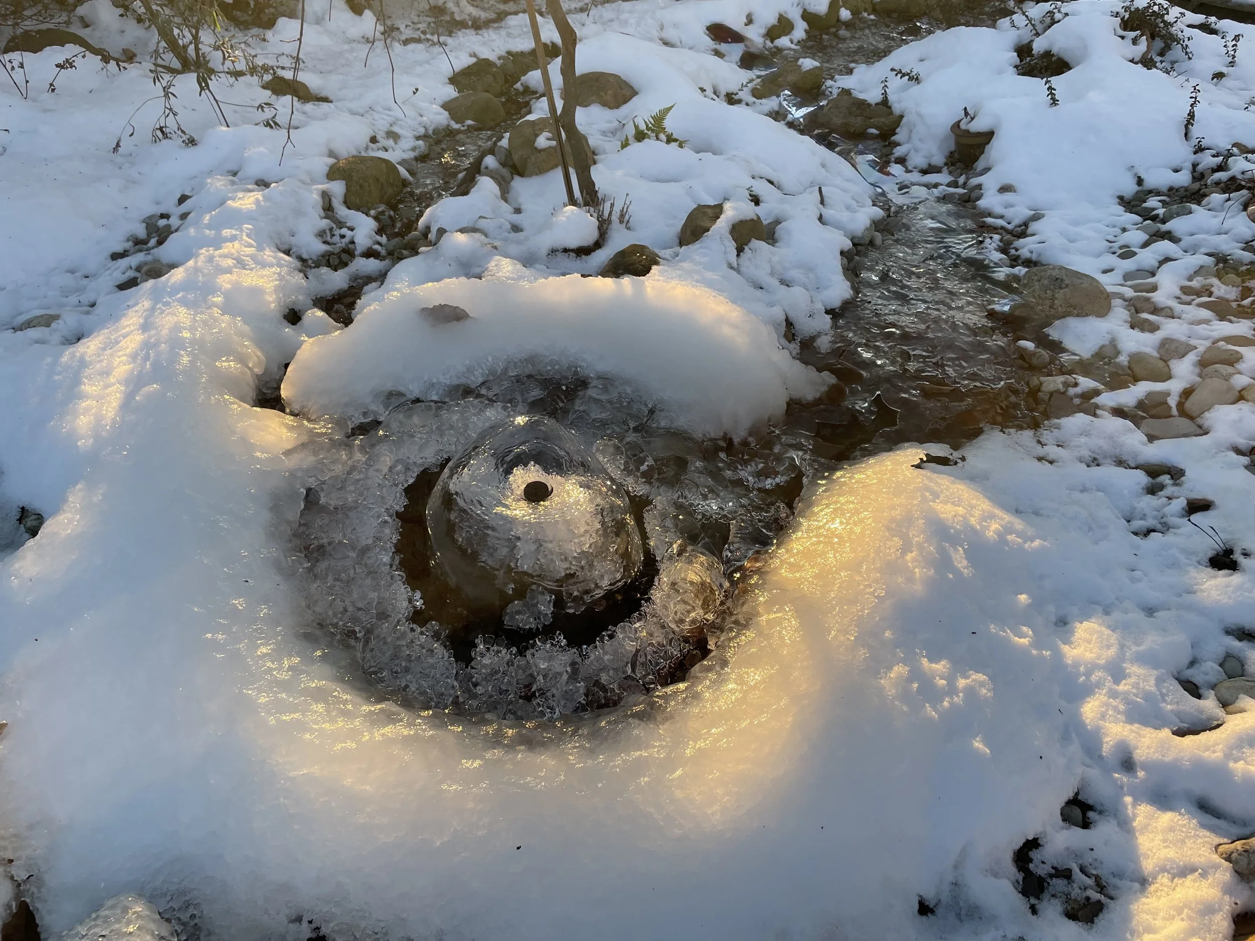 Winter Light in the Civic Garden