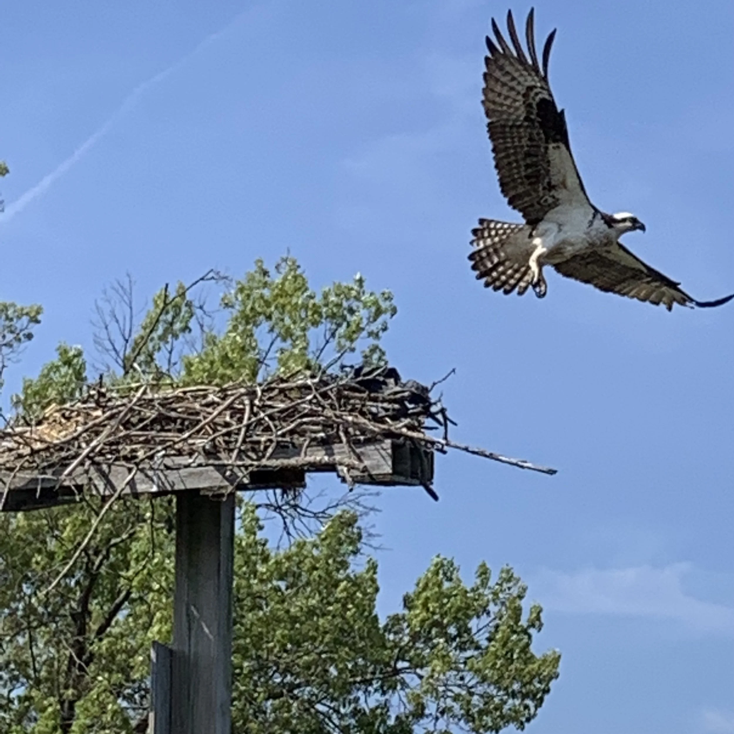 Colonial Beach Greenspace