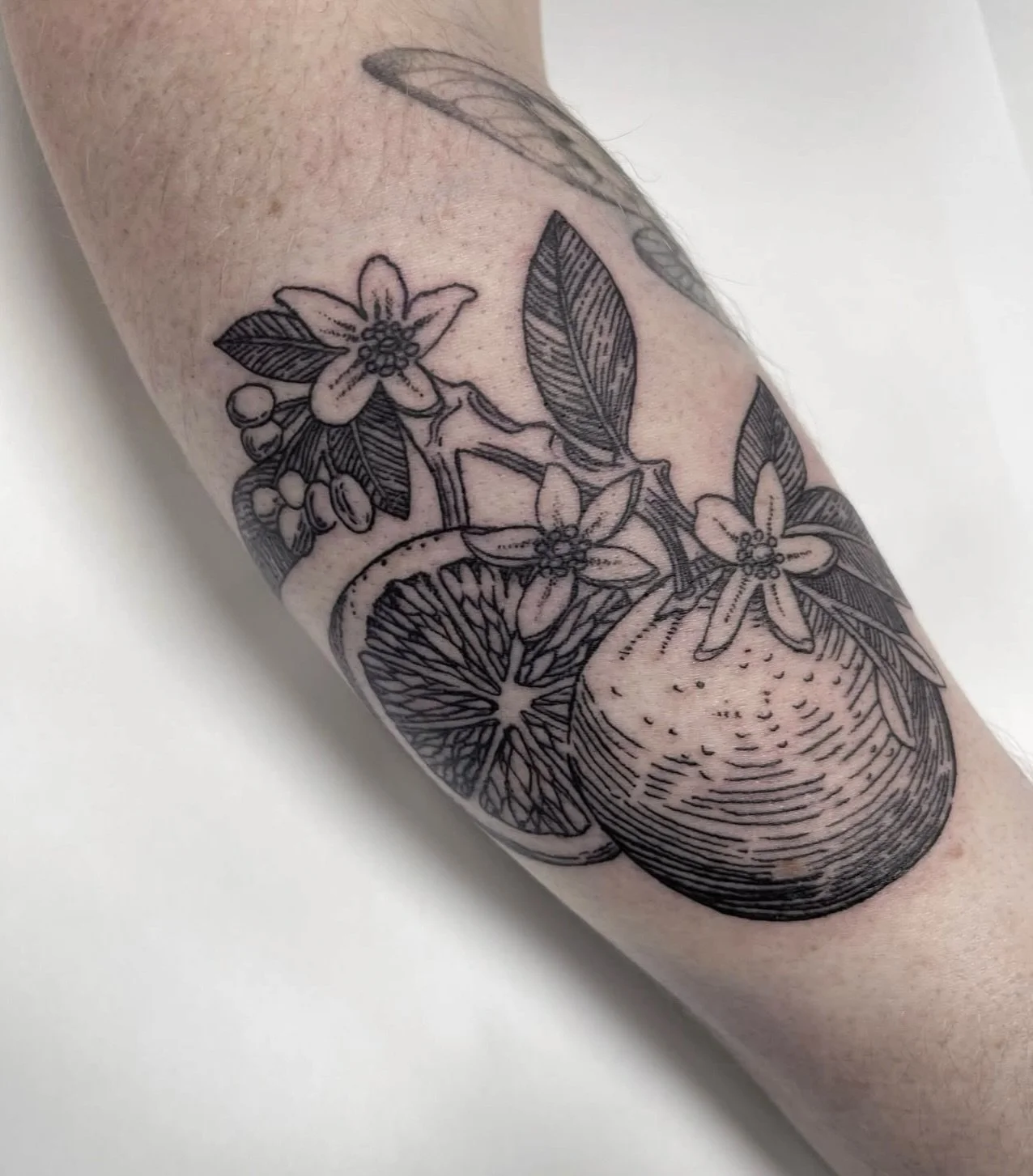 Beautiful oranges and blossoms by @jamesdeantattooer 

To book with James you can head to his website and fill out an inquiry form, or get in touch with us:

info@sunsettattoo.co.nz
www.sunsettattoo.co.nz

#sunsettattoonz #aucklandtattoo #blackwork #