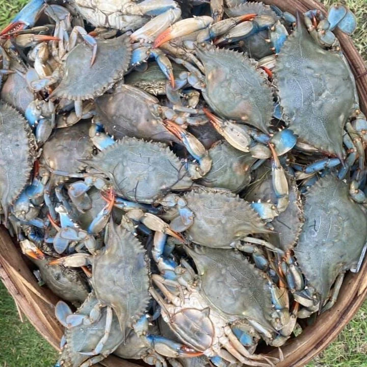 Products — Shore Coastal Seafood