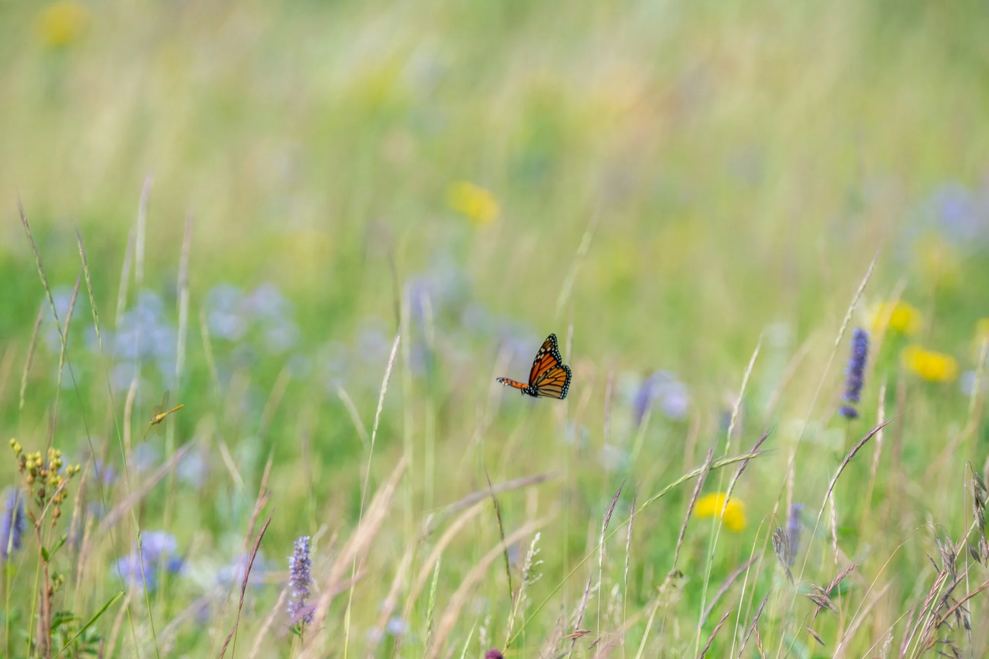 Ryan Lucenkiw_Prairie Abstract-7160.jpg