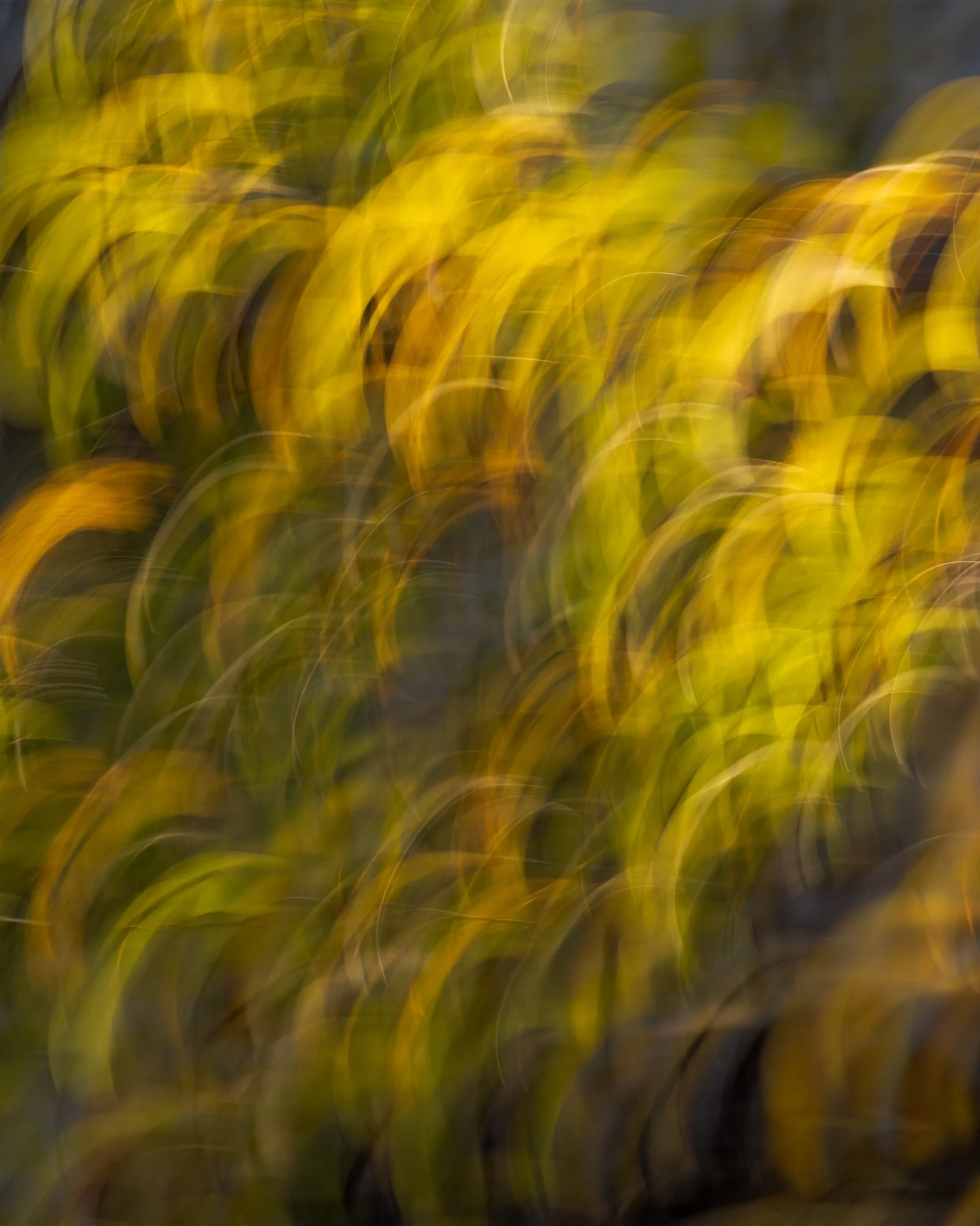 Ryan Lucenkiw_Prairie Abstract-0570.jpg