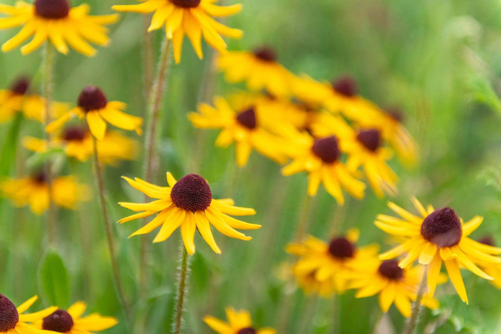 Ryan Lucenkiw_Prairie Abstract-8404.jpg