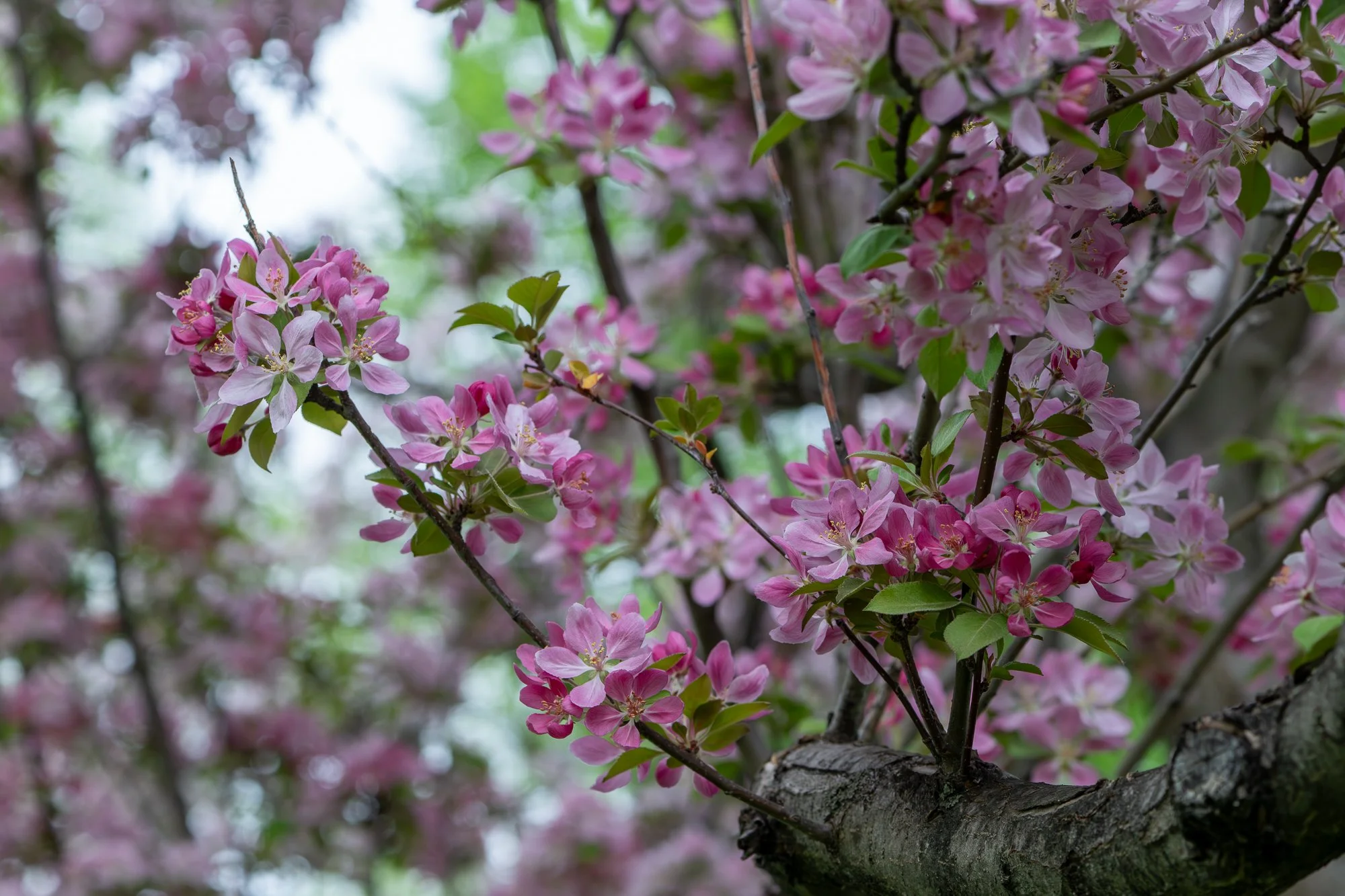 Spring Blossoms (2026)