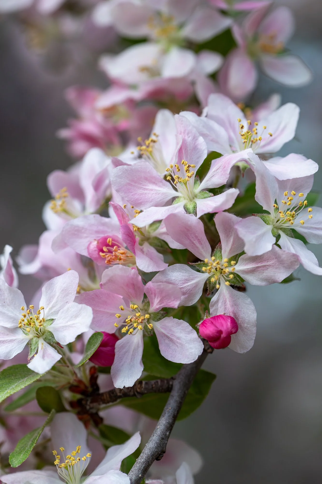 Ryan Lucenkiw_ornamental blossoms-2493.jpg