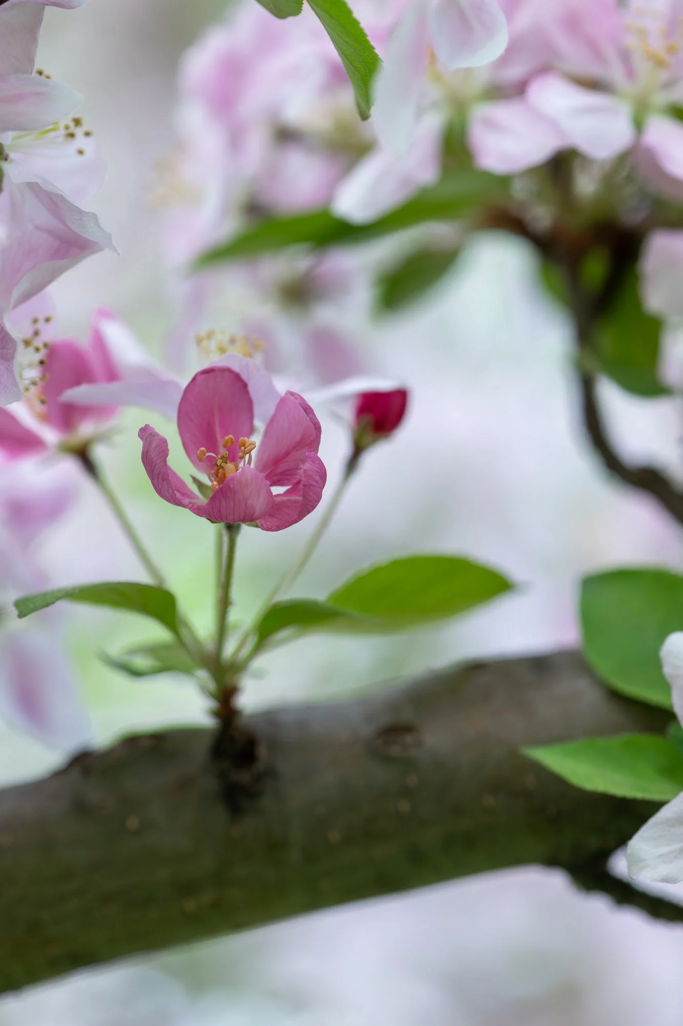 Ryan Lucenkiw_ornamental blossoms-2506.jpg