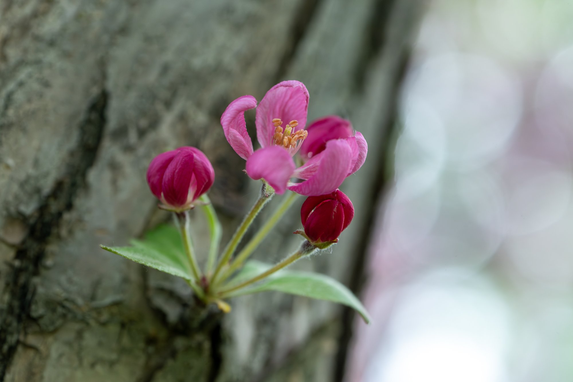 Ryan Lucenkiw_ornamental blossoms-2523.jpg